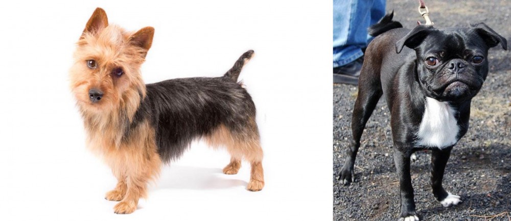 Bugg vs Australian Terrier - Breed Comparison