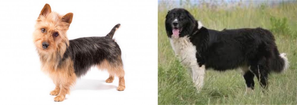 Bulgarian Shepherd vs Australian Terrier - Breed Comparison