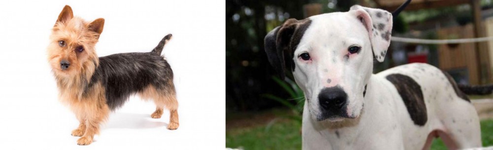 Bull Arab vs Australian Terrier - Breed Comparison
