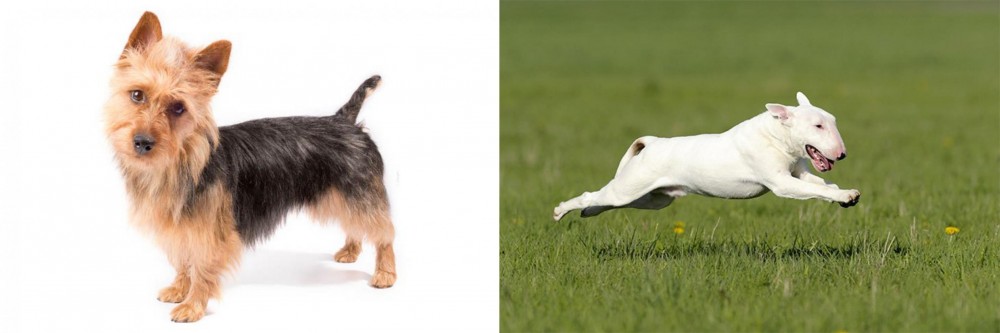 Bull Terrier vs Australian Terrier - Breed Comparison
