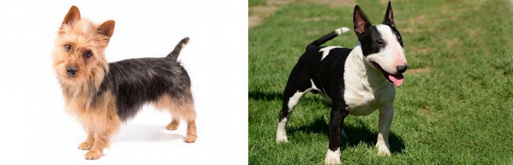 Bull Terrier Miniature vs Australian Terrier - Breed Comparison