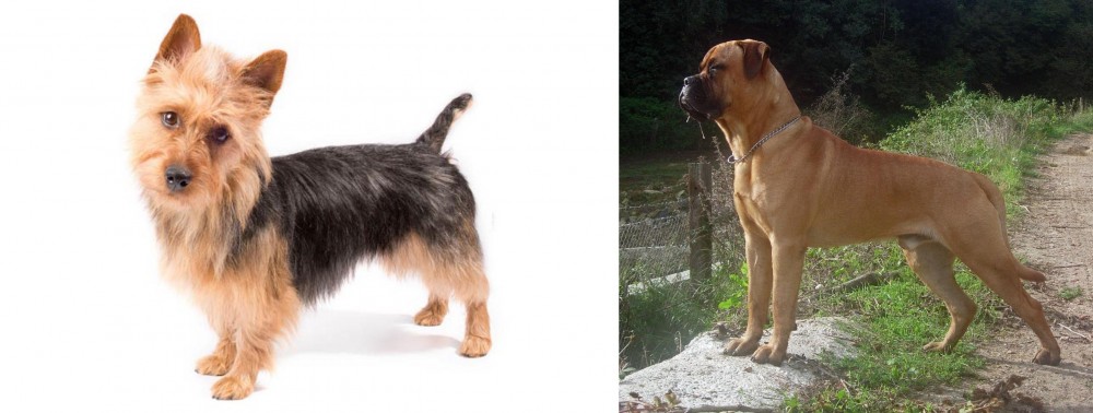 Bullmastiff vs Australian Terrier - Breed Comparison