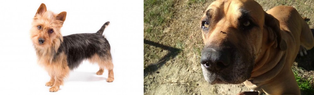 Cabecudo Boiadeiro vs Australian Terrier - Breed Comparison