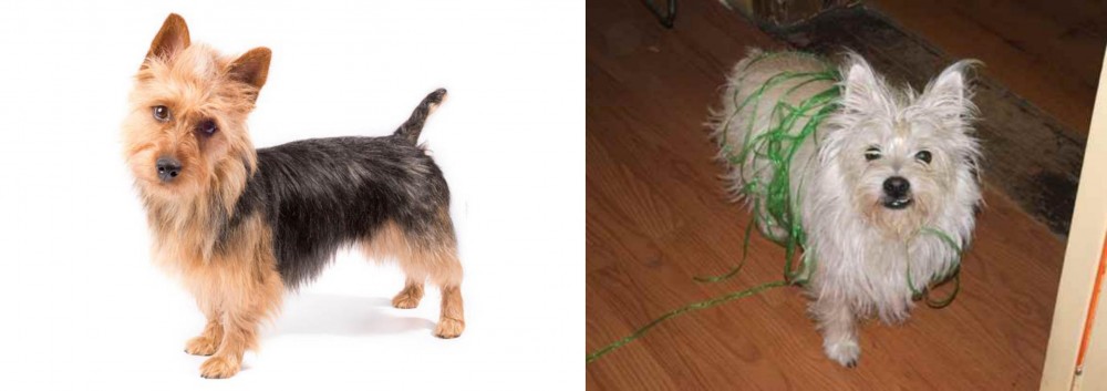Cairland Terrier vs Australian Terrier - Breed Comparison