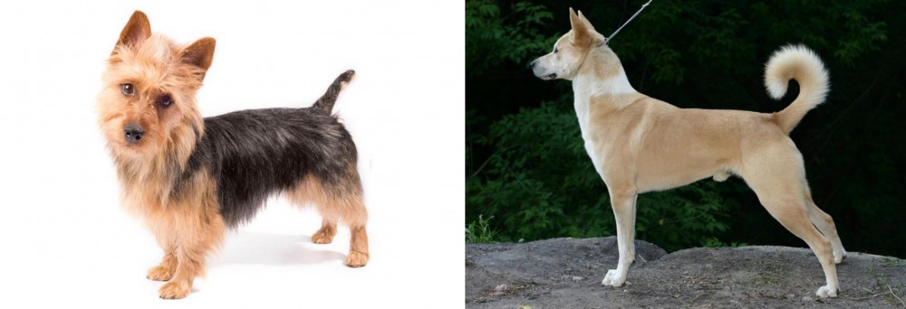 Canaan Dog vs Australian Terrier - Breed Comparison