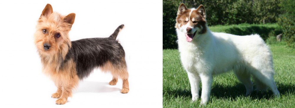 Canadian Eskimo Dog vs Australian Terrier - Breed Comparison