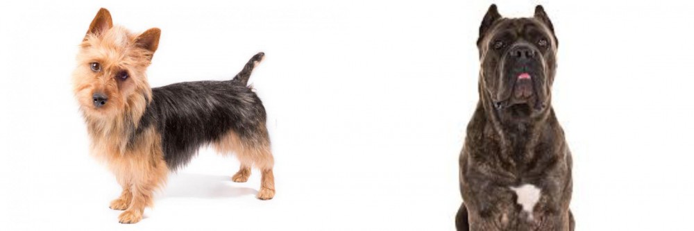 Cane Corso vs Australian Terrier - Breed Comparison