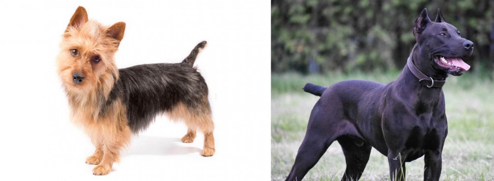 Canis Panther vs Australian Terrier - Breed Comparison
