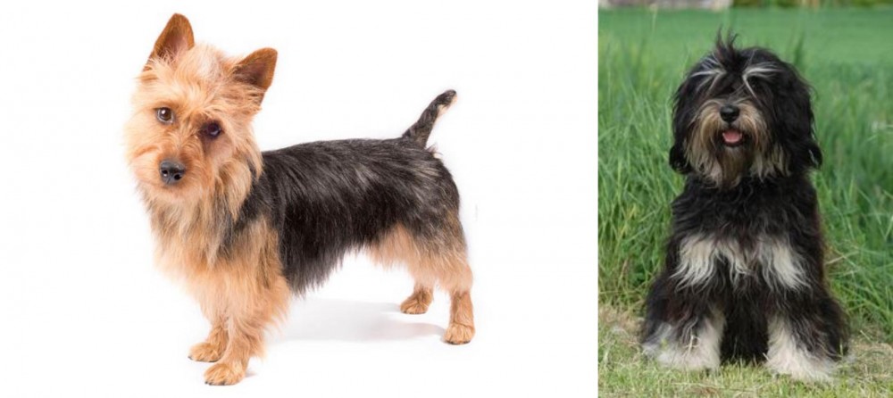 Cao da Serra de Aires vs Australian Terrier - Breed Comparison