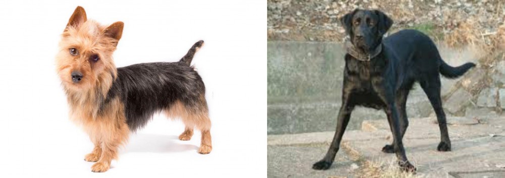 Cao de Castro Laboreiro vs Australian Terrier - Breed Comparison