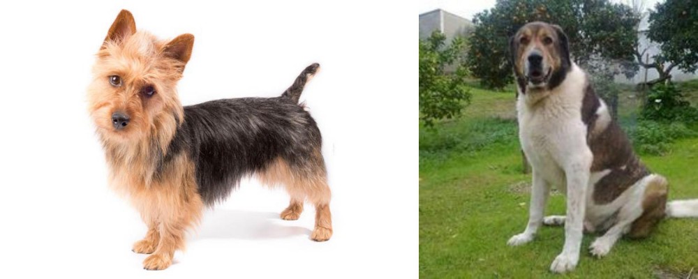 Cao de Gado Transmontano vs Australian Terrier - Breed Comparison