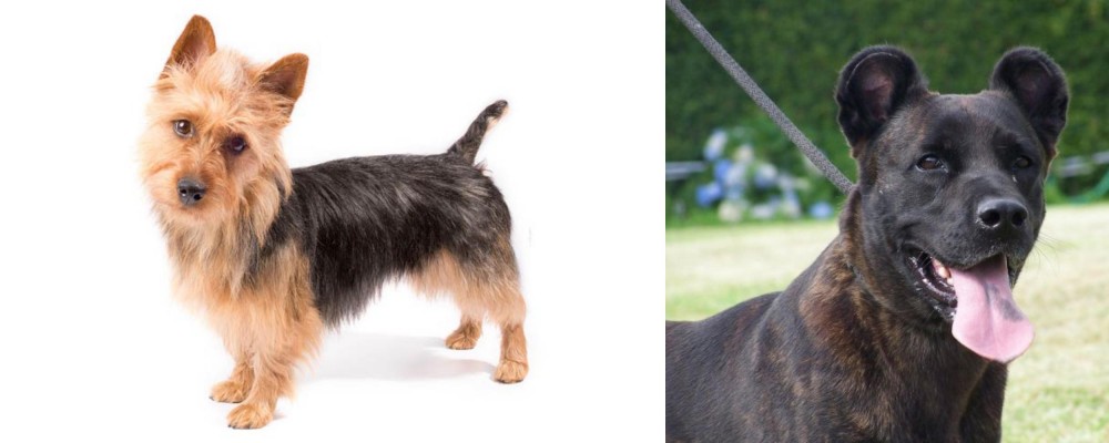Cao Fila de Sao Miguel vs Australian Terrier - Breed Comparison