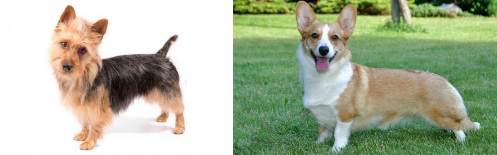 Cardigan Welsh Corgi vs Australian Terrier - Breed Comparison
