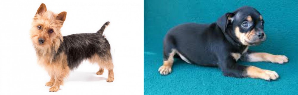 Carlin Pinscher vs Australian Terrier - Breed Comparison
