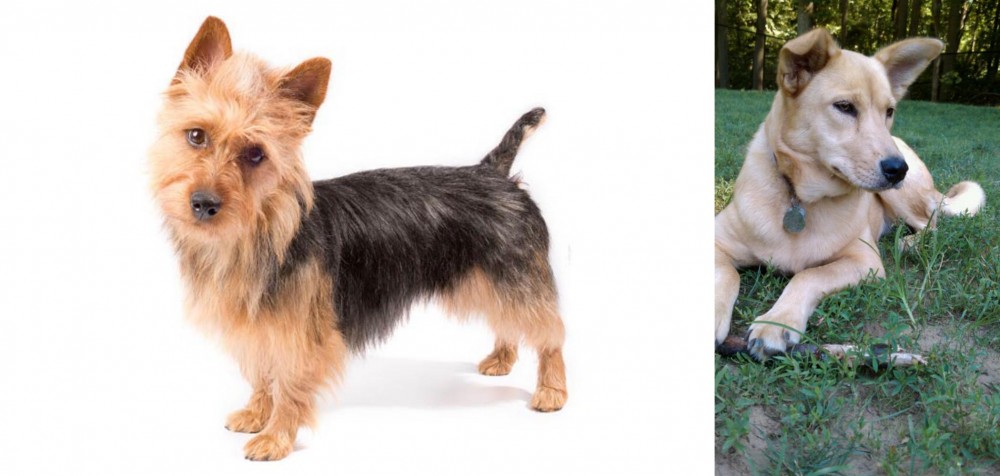 Carolina Dog vs Australian Terrier - Breed Comparison