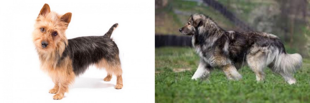 Carpatin vs Australian Terrier - Breed Comparison