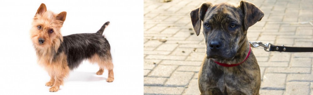 Catahoula Bulldog vs Australian Terrier - Breed Comparison