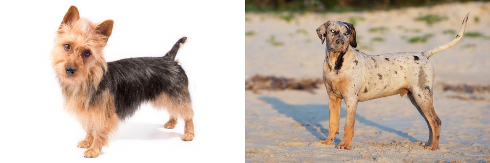 Catahoula Cur vs Australian Terrier - Breed Comparison