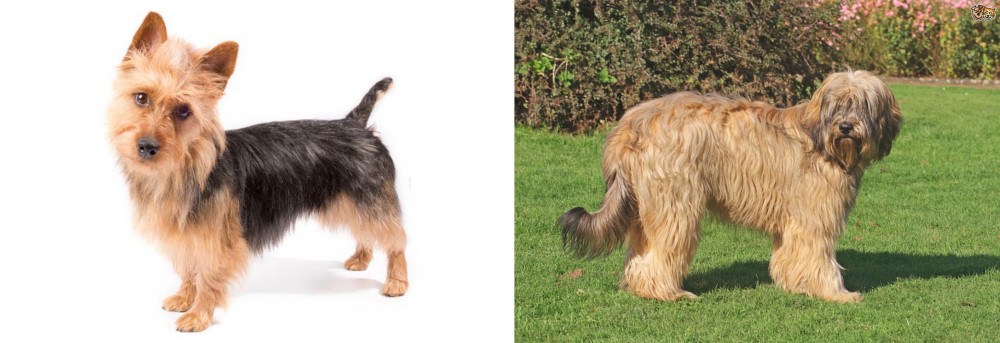 Catalan Sheepdog vs Australian Terrier - Breed Comparison