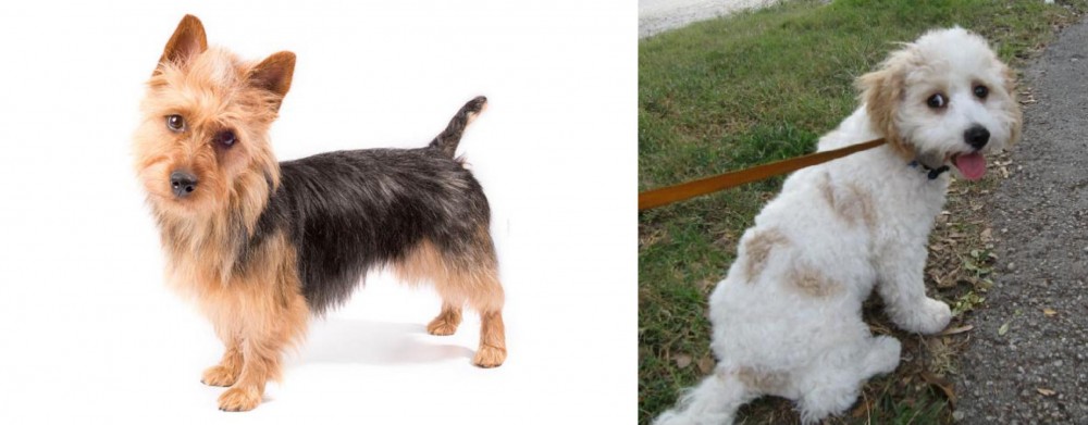 Cavachon vs Australian Terrier - Breed Comparison