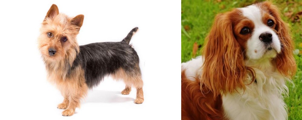 Cavalier King Charles Spaniel vs Australian Terrier - Breed Comparison