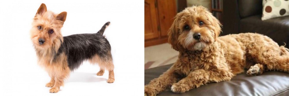 Cavapoo vs Australian Terrier - Breed Comparison