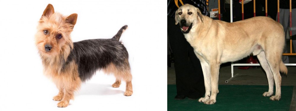 Central Anatolian Shepherd vs Australian Terrier - Breed Comparison