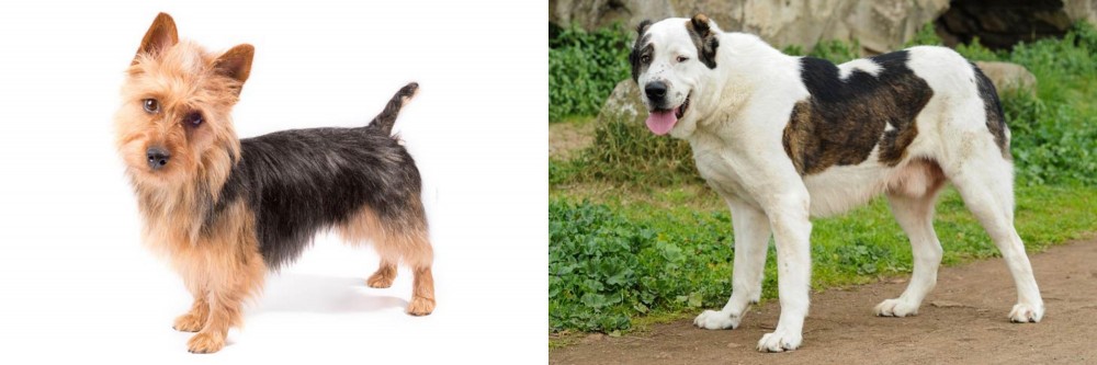 Central Asian Shepherd vs Australian Terrier - Breed Comparison