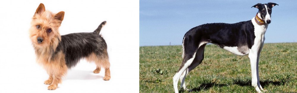 Chart Polski vs Australian Terrier - Breed Comparison