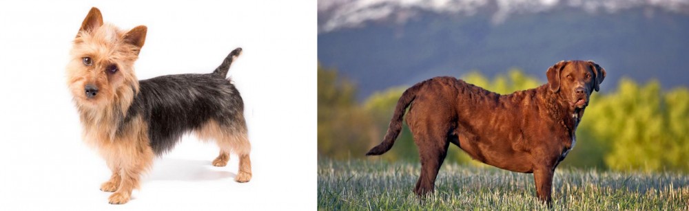 Chesapeake Bay Retriever vs Australian Terrier - Breed Comparison