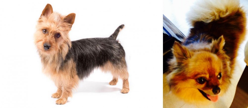 Chiapom vs Australian Terrier - Breed Comparison
