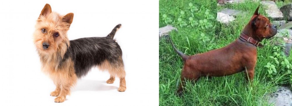 Chinese Chongqing Dog vs Australian Terrier - Breed Comparison