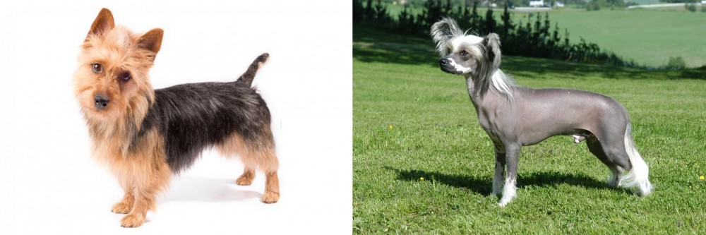 Chinese Crested Dog vs Australian Terrier - Breed Comparison