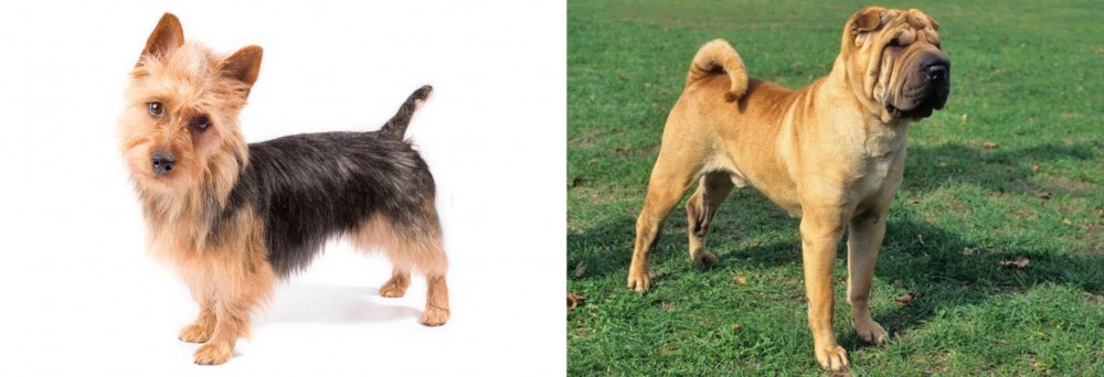 Chinese Shar Pei vs Australian Terrier - Breed Comparison