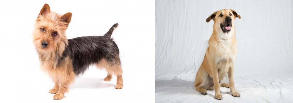 Chinook vs Australian Terrier - Breed Comparison