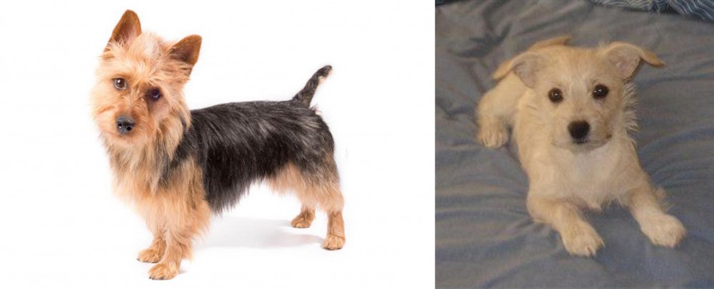 Chipoo vs Australian Terrier - Breed Comparison