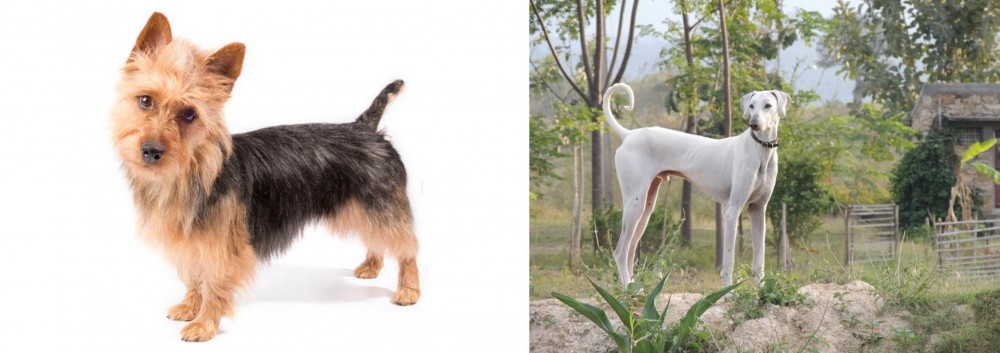 Chippiparai vs Australian Terrier - Breed Comparison
