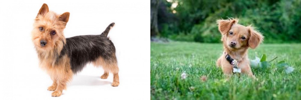 Chiweenie vs Australian Terrier - Breed Comparison