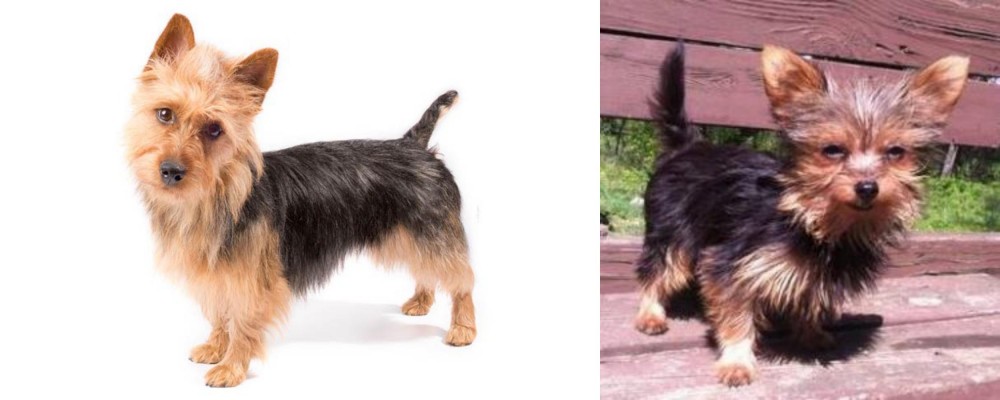Chorkie vs Australian Terrier - Breed Comparison