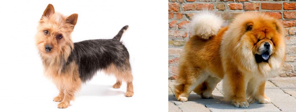 Chow Chow vs Australian Terrier - Breed Comparison
