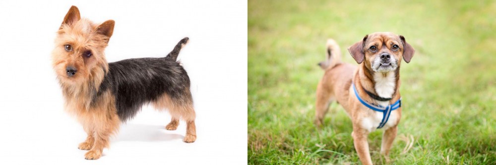 Chug vs Australian Terrier - Breed Comparison