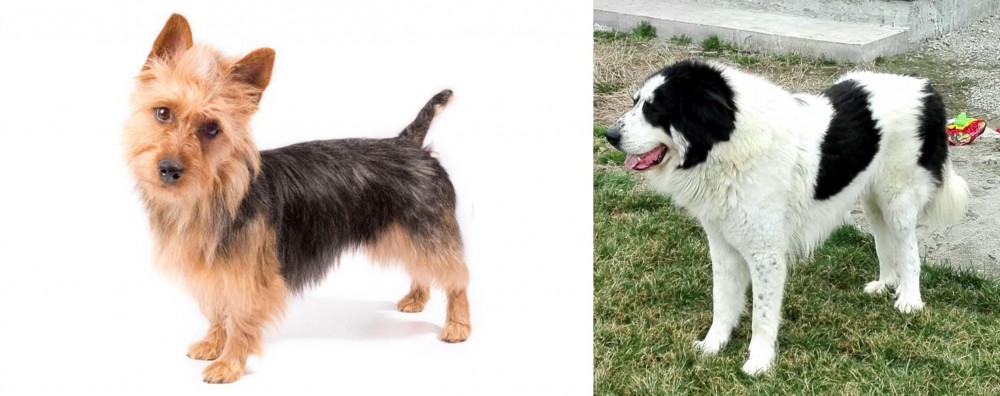 Ciobanesc de Bucovina vs Australian Terrier - Breed Comparison