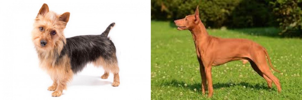 Cirneco dell'Etna vs Australian Terrier - Breed Comparison
