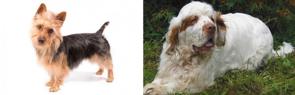 Clumber Spaniel vs Australian Terrier - Breed Comparison