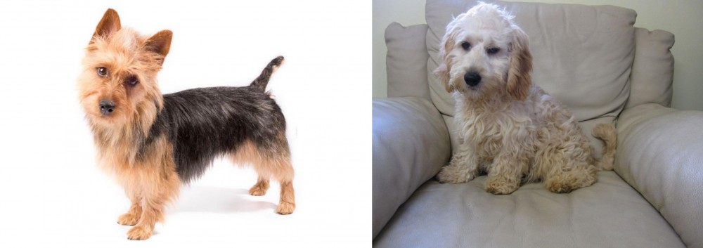 Cockachon vs Australian Terrier - Breed Comparison