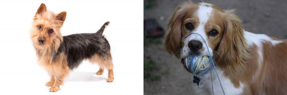 Cockalier vs Australian Terrier - Breed Comparison