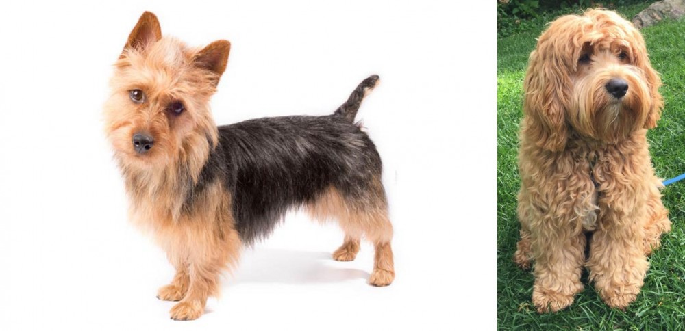 Cockapoo vs Australian Terrier - Breed Comparison