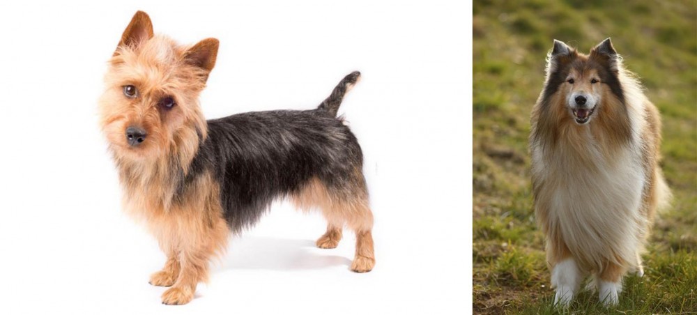 Collie vs Australian Terrier - Breed Comparison
