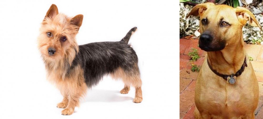 Combai vs Australian Terrier - Breed Comparison