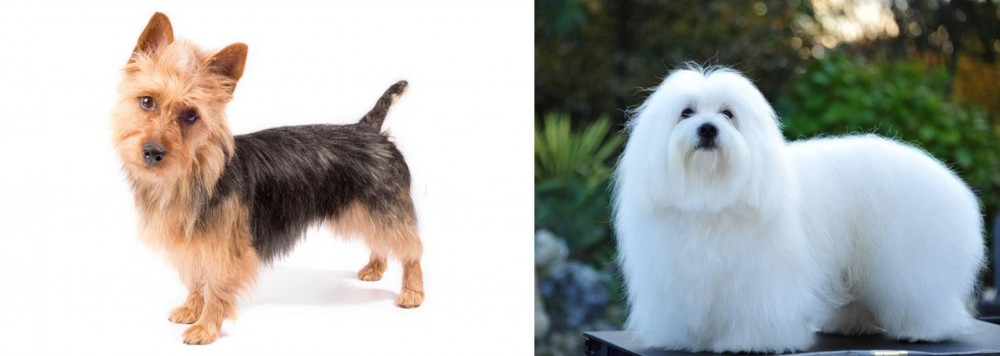 Coton De Tulear vs Australian Terrier - Breed Comparison